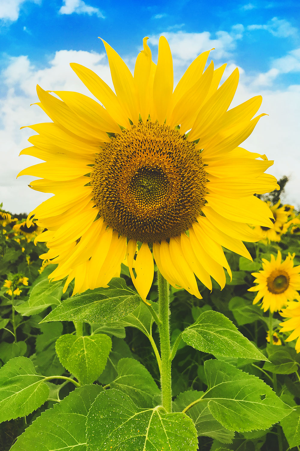 Nightingale-House-Hospice-Wrexham-North-Wales-Drop-In-Service-Sunflower